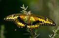 158 Koenigs-Page - Papilio thoas